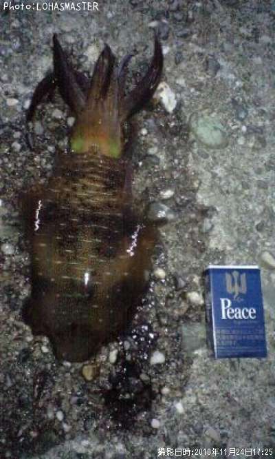 �����ꥤ��