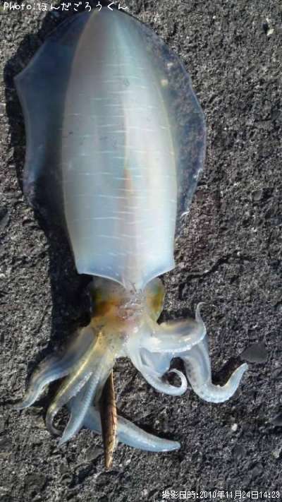 �����ꥤ��