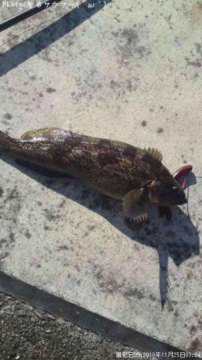 �����ʥ�