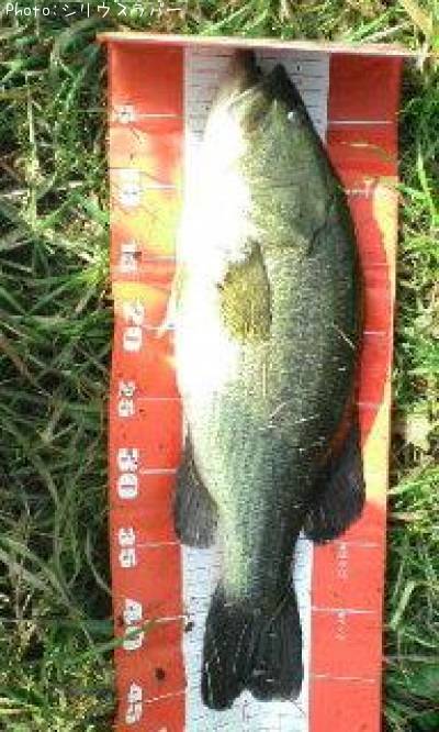 �֥�å��Х�