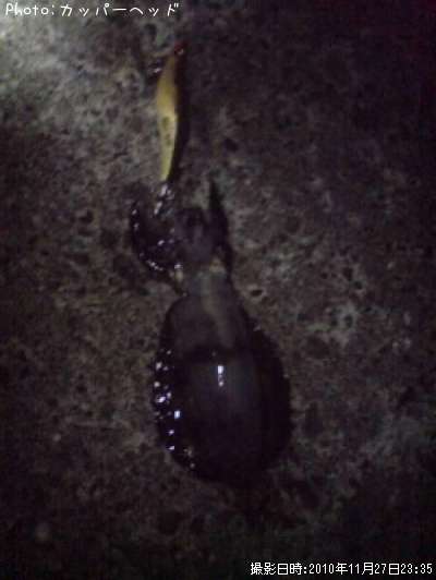 �����ꥤ��