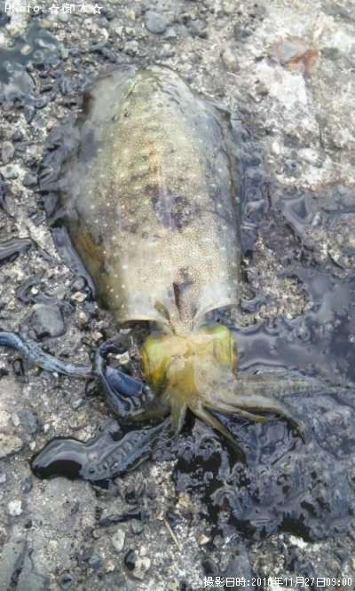 �����ꥤ��