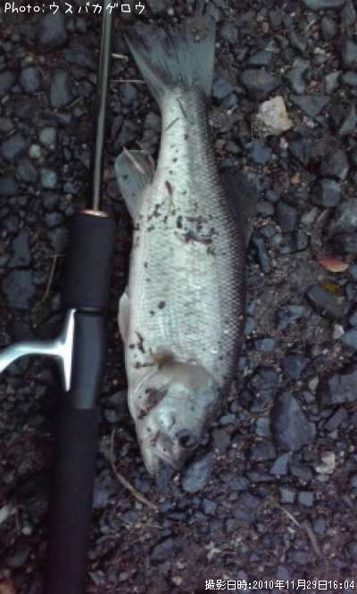 �֥�å��Х�