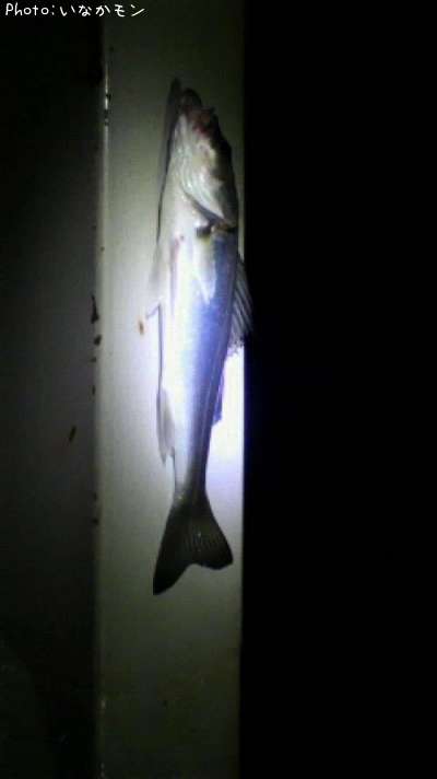 �����Х�