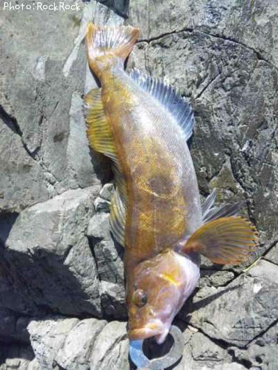 �����ʥ�