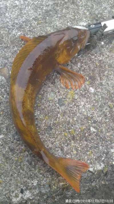 �����ʥ�