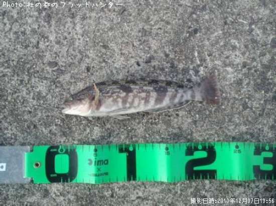 �����ʥ�