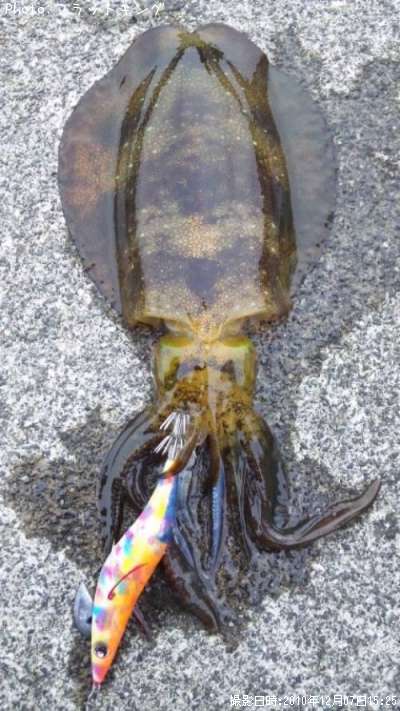 �����ꥤ��