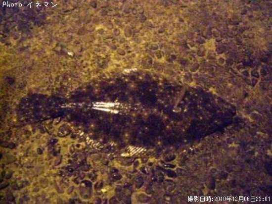 �ҥ��
