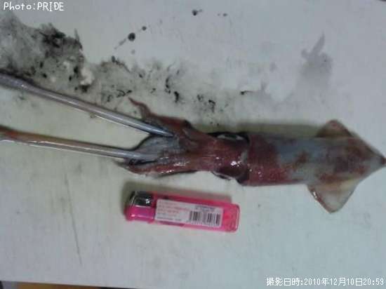 �Υ���������