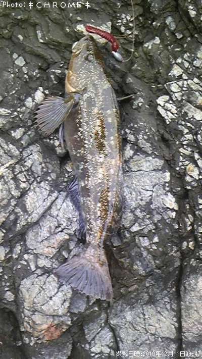 �����ʥ�