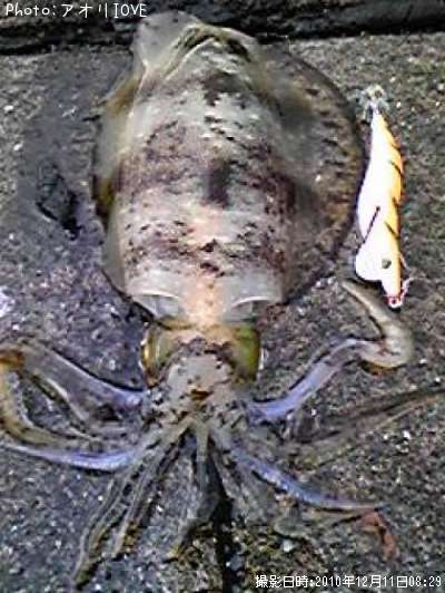 �����ꥤ��