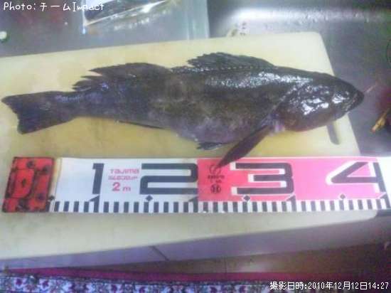 �����ʥ�