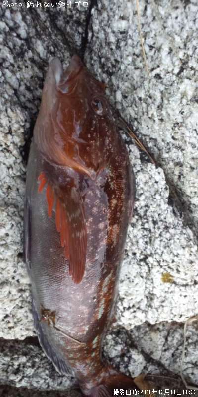 �����ʥ�