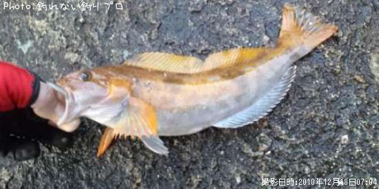 �����ʥ�