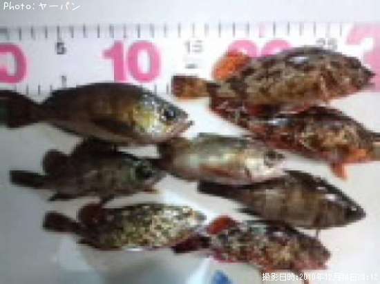 ��Х롦������