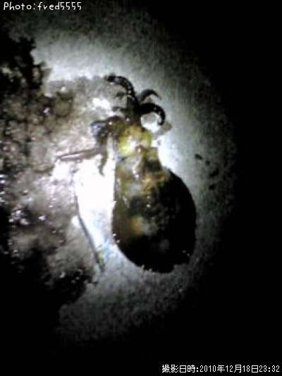 �����ꥤ��