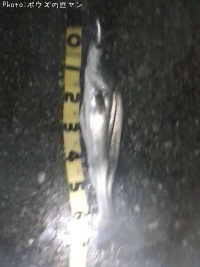 �ޥ륹����