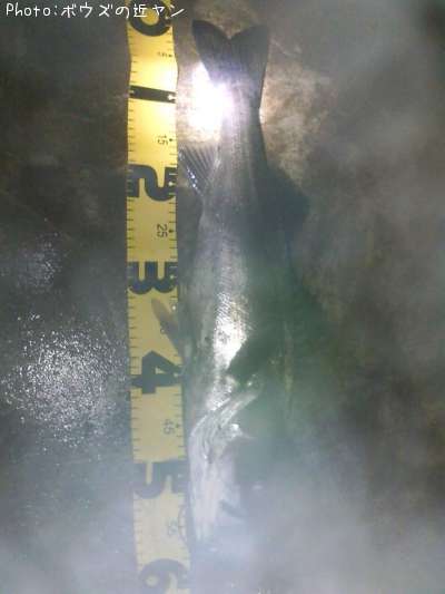 �����ꥯ������