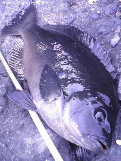 �����᥸��