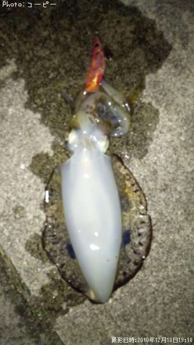 �����ꥤ��