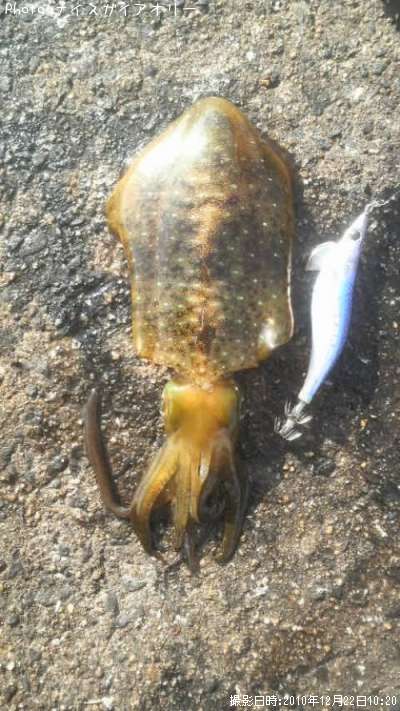 �����ꥤ��