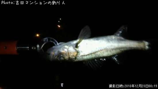 �������Ȼפ���