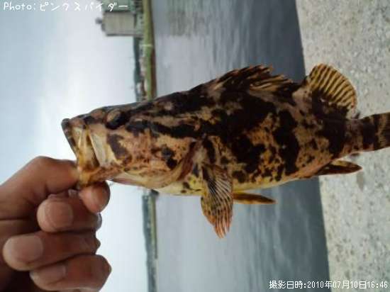 �٥å�������