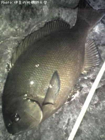 ��Ĺ�᥸��