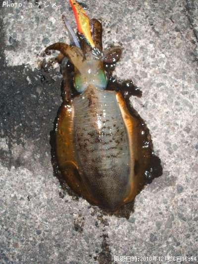 �����ꥤ��