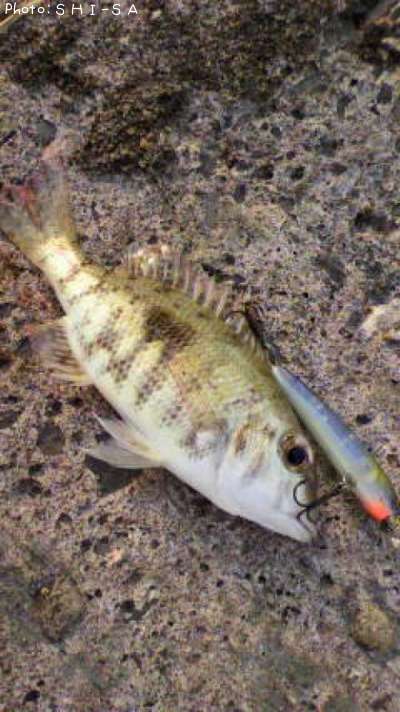 �ޥȥե��ե�