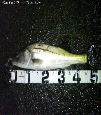 �����ꥯ������