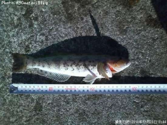 �����ʥ�