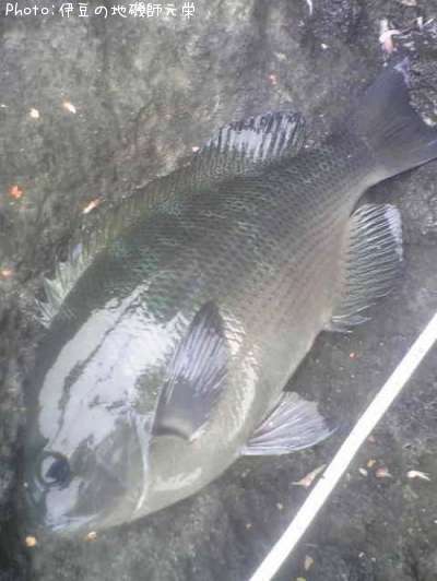 �����᥸��