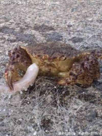 �ȥ����ꥬ��