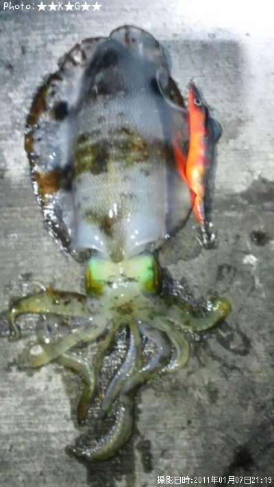 �����ꥤ��