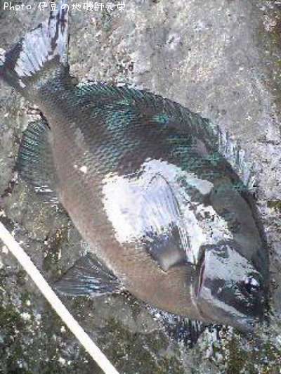 �����᥸��