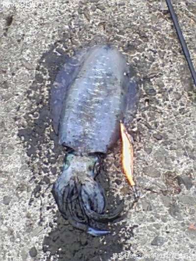 �����ꥤ��