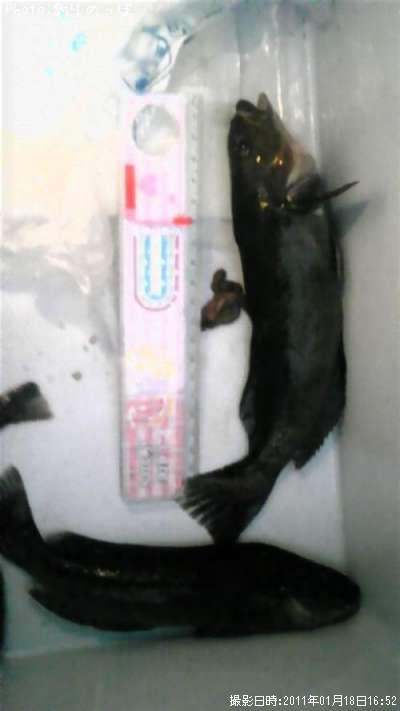 �����ʥ�