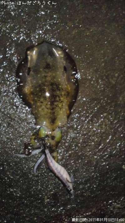 �����ꥤ��