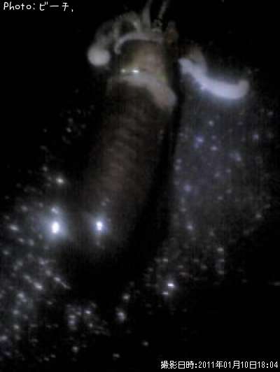 �����ꥤ��