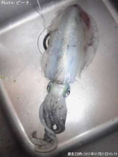 �����ꥤ��