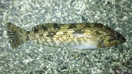 �����ʥ�