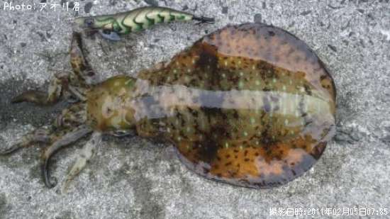 �����ꥤ��