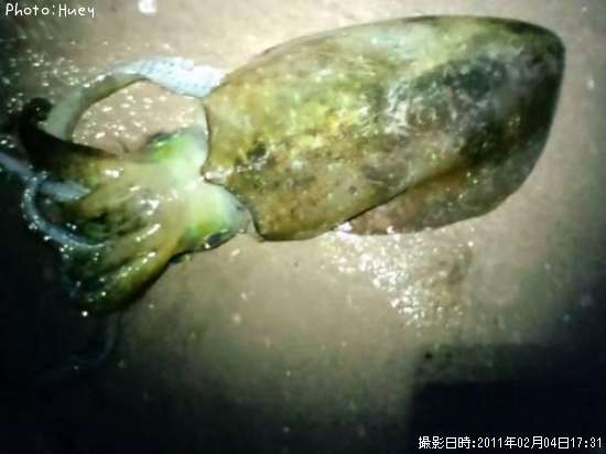 �����ꥤ��