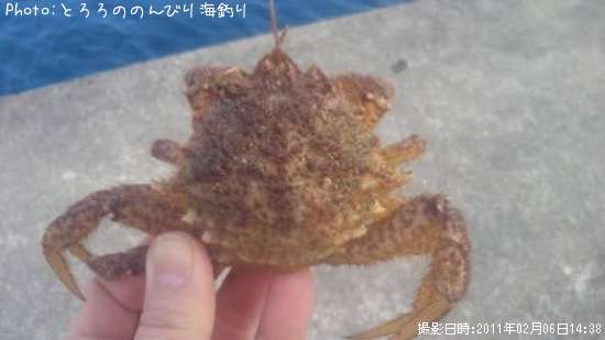 �ȥ����ꥬ��