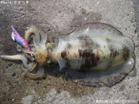 �����ꥤ��