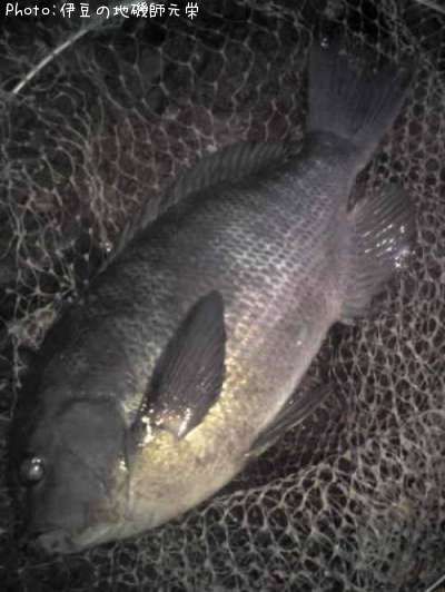 �����᥸��