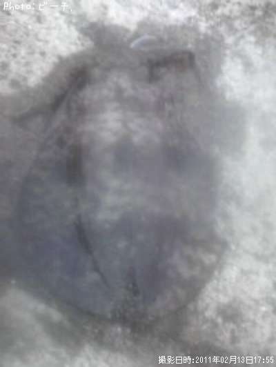 �����ꥤ��