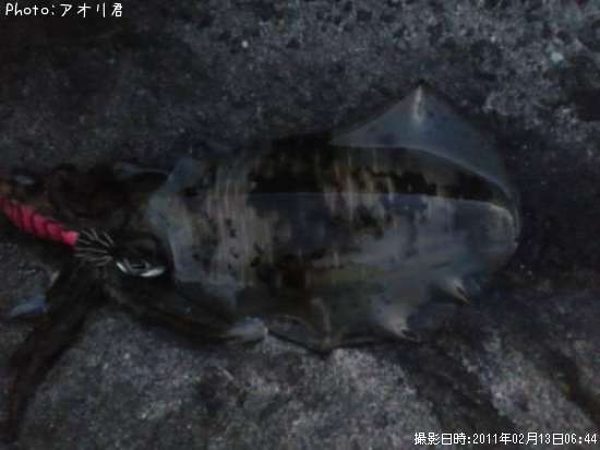 �����ꥤ��